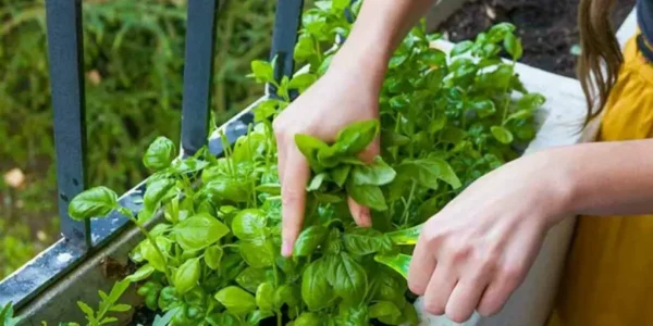 Nossas melhores dicas para cultivar manjericão facilmente.