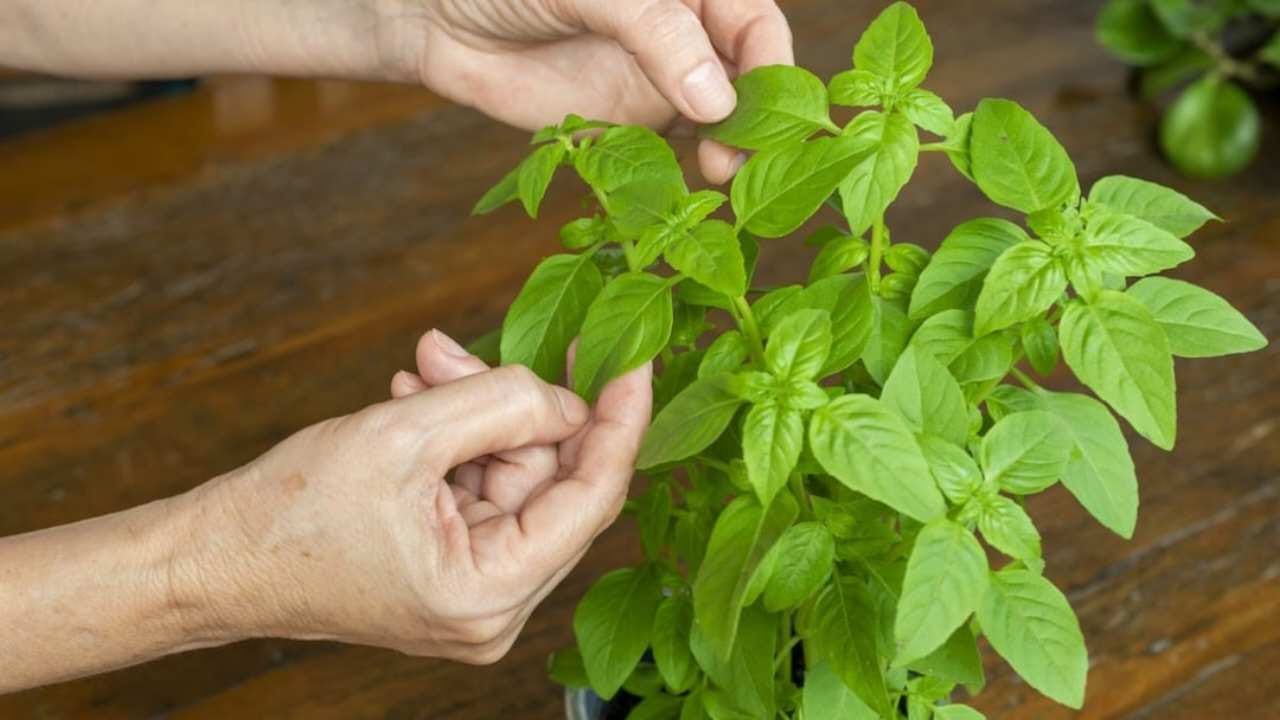 Nunca descasque as folhas da planta de manjericão desta forma