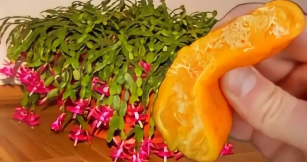 Nunca floresceu assim: 1 colher de sopa desse ingrediente faz a diferença