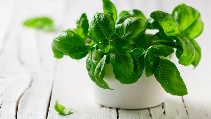 Planta de manjericão