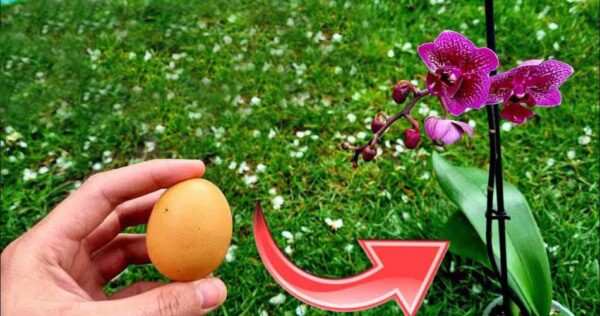 Nunca tive orquídeas tão saudáveis ​​e exuberantes: o segredo dos viveiristas é justamente este