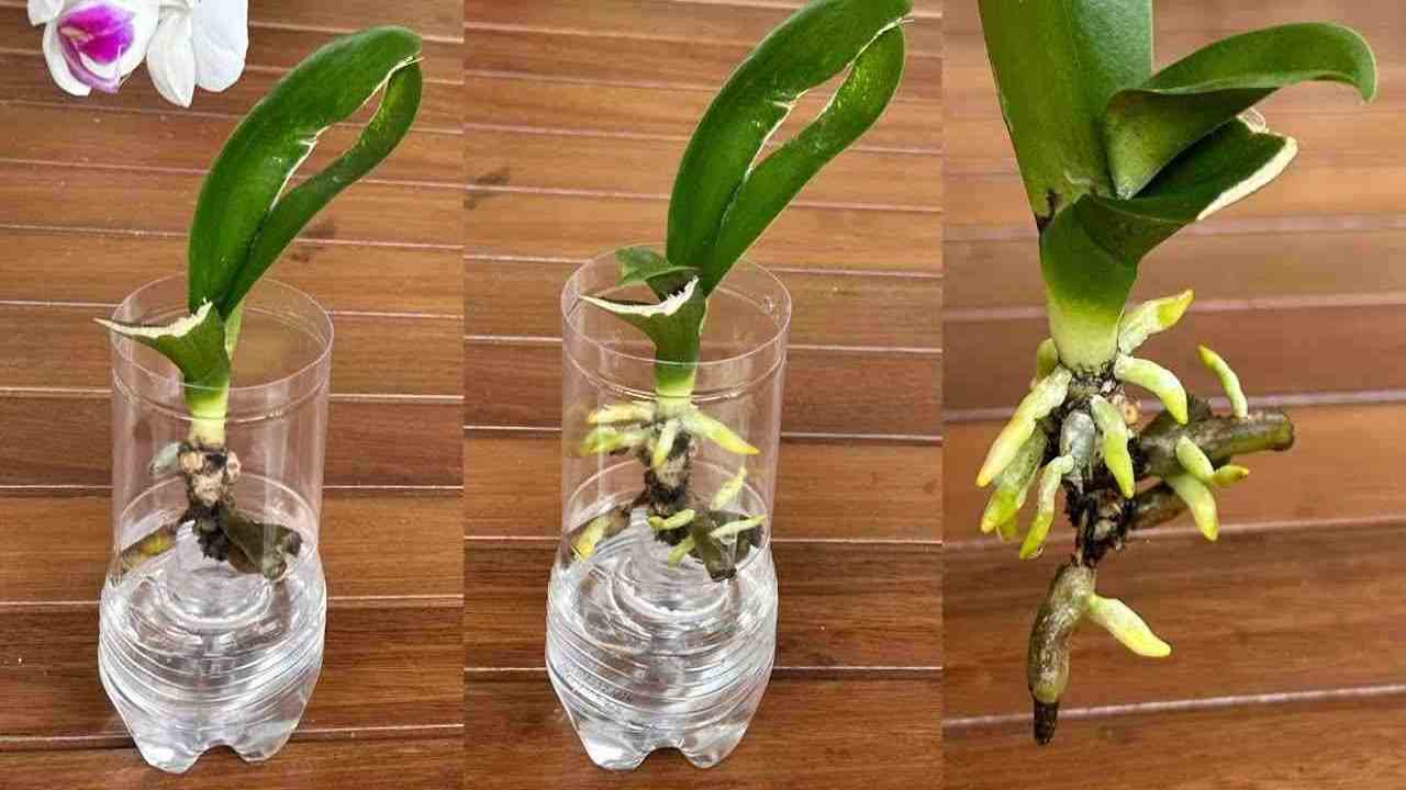 Orquídea na garrafa Orquídea na garrafa