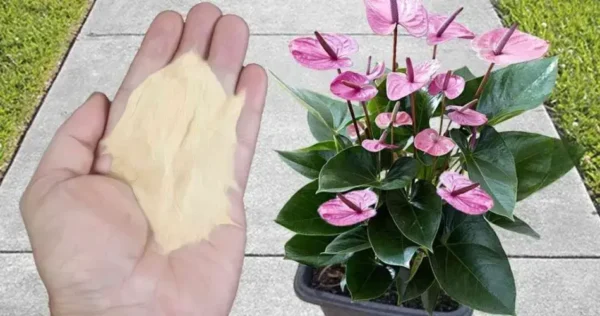 O adubo orgânico mais recomendado pelos viveiristas: você terá raízes verdes, bonitas e saudáveis