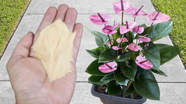 O adubo orgânico mais recomendado pelos viveiristas: você terá raízes verdes, bonitas e saudáveis