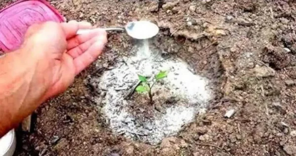 O bicarbonato de sódio é o melhor amigo do jardineiro: aqui estão 10 maneiras inteligentes de usá-lo no jardim