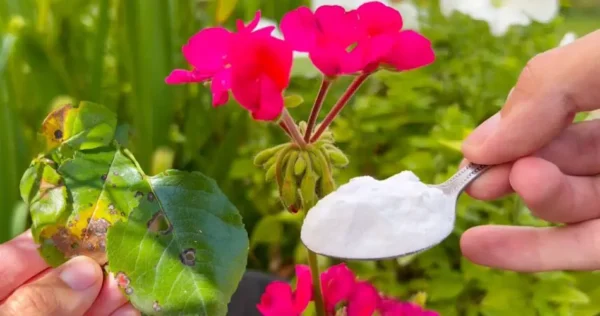 O bicarbonato de sódio é o melhor amigo do jardineiro – aqui estão 10 usos inteligentes no jardim