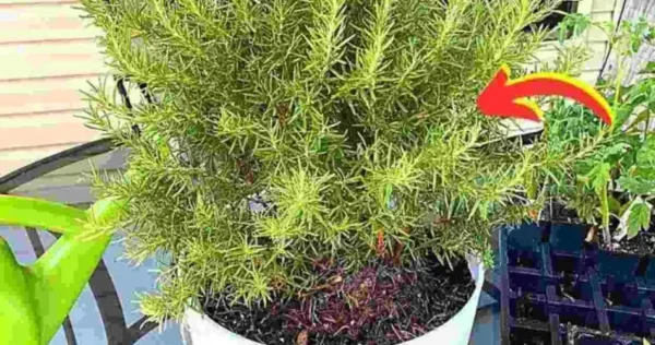 O conselho dos viveiristas para que o alecrim dure mais de 10 anos em uma panela