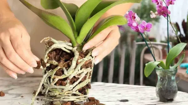 O engenhoso método dos viveiristas para obter duas orquídeas de uma única planta