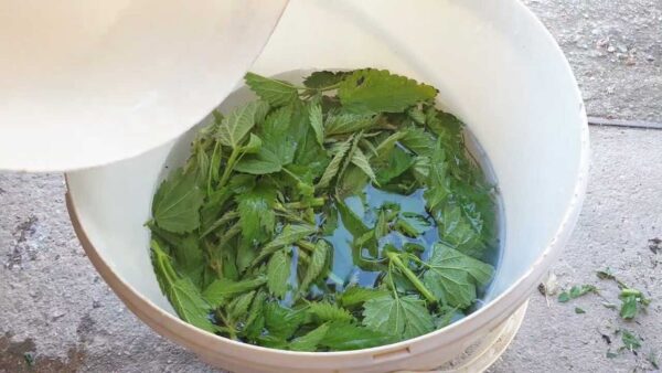 O fertilizante e inseticida mais forte encontrado na natureza: não deixe de despejá-lo