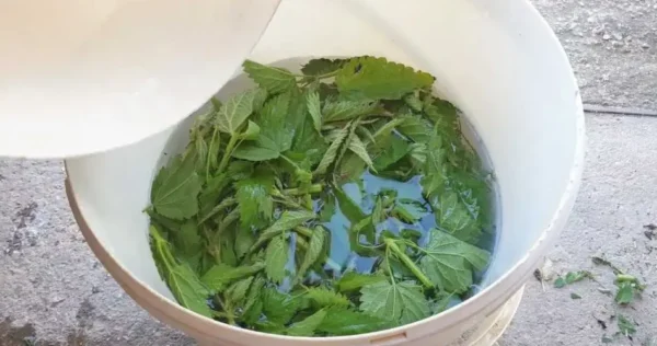 O fertilizante e inseticida mais poderoso encontrado na natureza – certifique-se de regá-lo