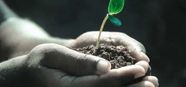 O fertilizante natural mais poderoso para as suas plantas: resultados quase imediatos