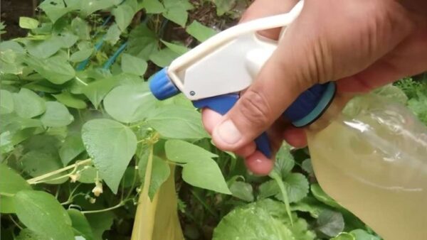 O fungicida e inseticida mais poderoso do mundo é: livre de produtos químicos