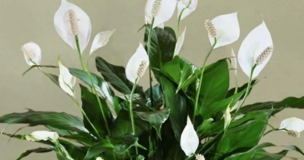 O ingrediente que o berço precisa para prosperar e permanecer bonito