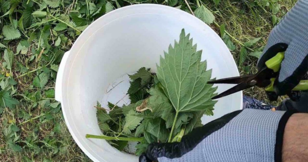 O ingrediente secreto para um jardim saudável: as plantas crescerão 5 vezes mais rápido