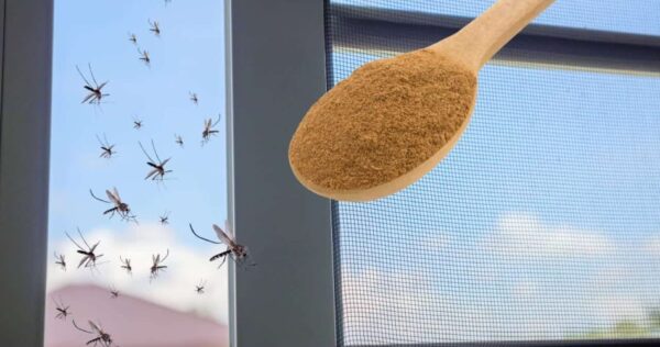 O inseticida mais poderoso contra os mosquitos está na cozinha: eles os fazem desaparecer de graça.