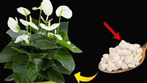 O lírio da paz pode florescer por até 10 anos consecutivos usando apenas este ingrediente