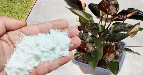 O melhor fertilizante natural para plantas usado por viveiristas – por apenas 10 centavos
