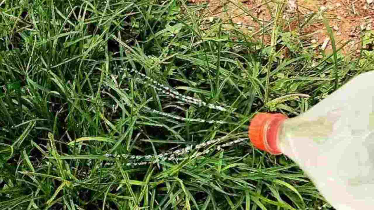 Método para eliminar ervas daninhas