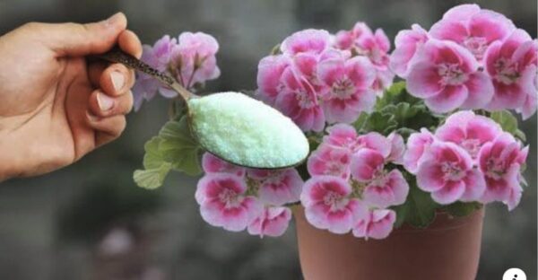 O método para fazer os gerânios florescerem rapidamente