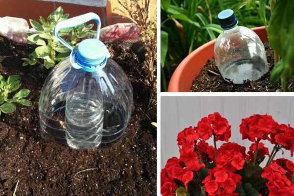 O método perfeito para regar plantas quando estamos de férias. Para horta e vasos de plantas