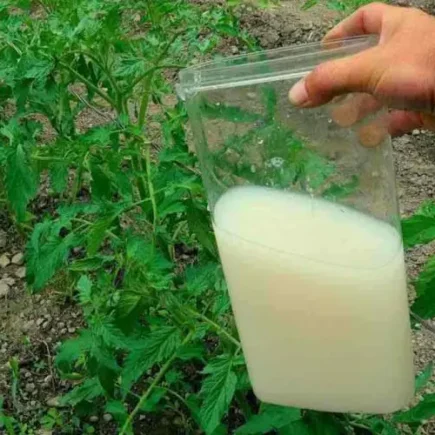 O único fertilizante natural muito poderoso, use nas plantas: vale ouro no jardim