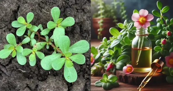 O poder milagroso da tintura de beldroegas