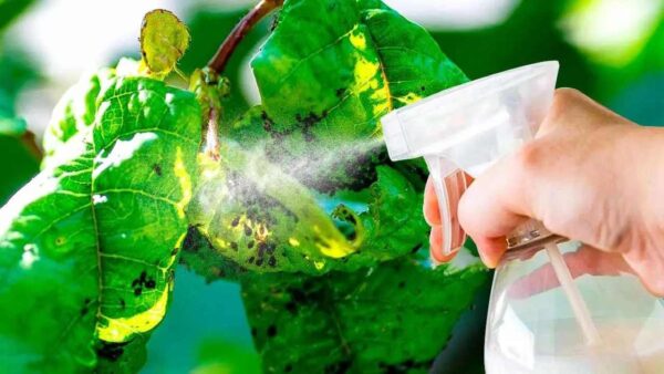 O poderoso remédio caseiro para pulgões, usado por viveiristas: você tem na cozinha