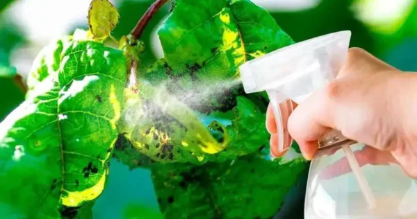 O poderoso remédio caseiro para pulgões, usado por viveiristas: você tem na cozinha