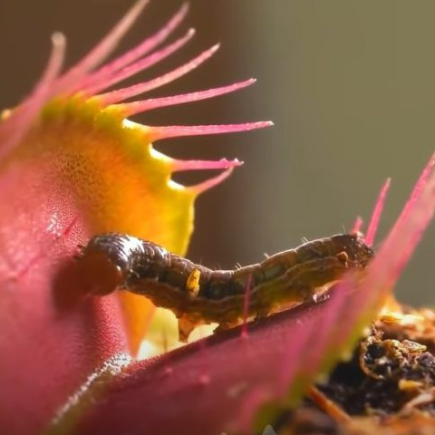 O que acontece quando você dá salame para uma planta carnívora? Você realmente não esperava por isso