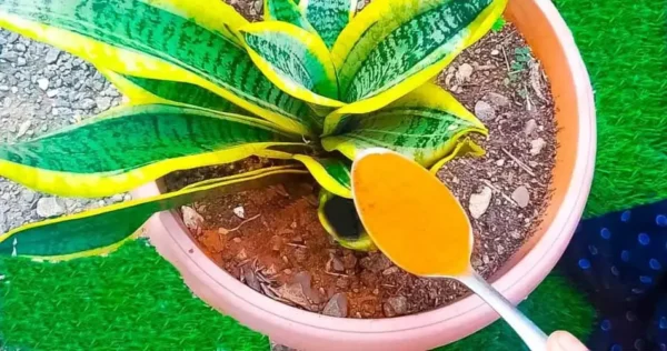 O que colocar nas plantas para resistir ao inverno: uma mistura essencial para preservá-las