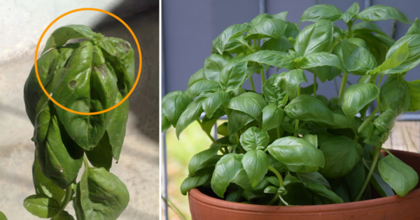 O que fazer assim que comprar manjericão para que dure meses