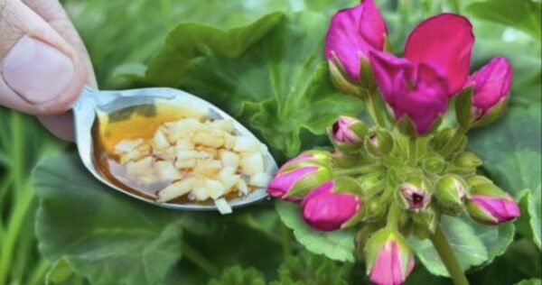 O que fazer com as plantas na primavera: dicas úteis a seguir