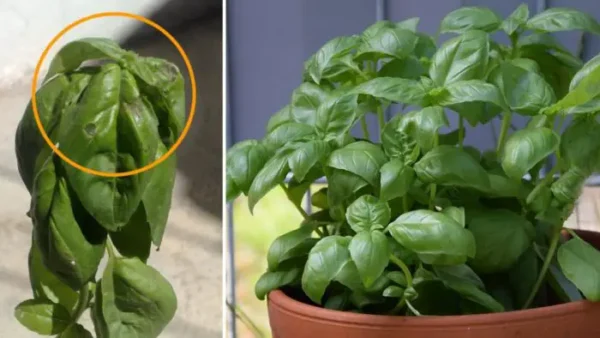 O que fazer na hora de comprar manjericão para durar meses