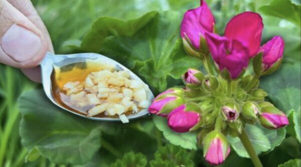 O que fazer pelas plantas na primavera: dicas úteis a seguir