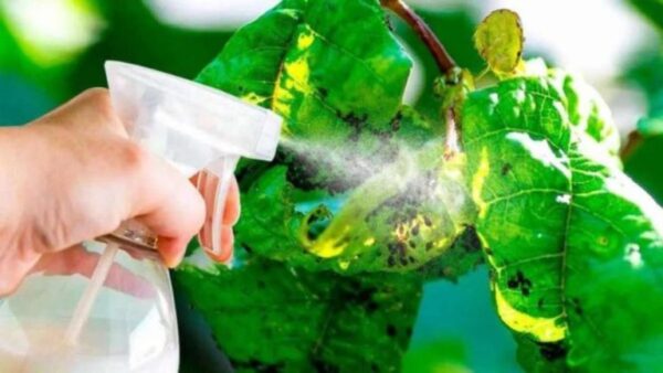 O remédio caseiro eficaz para pulgões usado por jardineiros