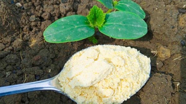 O remédio infalível para eliminar formigas de jardim: elas escapam em 10 segundos