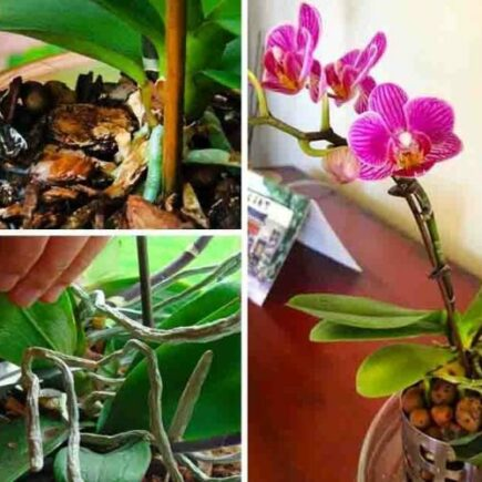 O segredo de um jardineiro para cuidar de orquídeas e mantê-las por muito tempo