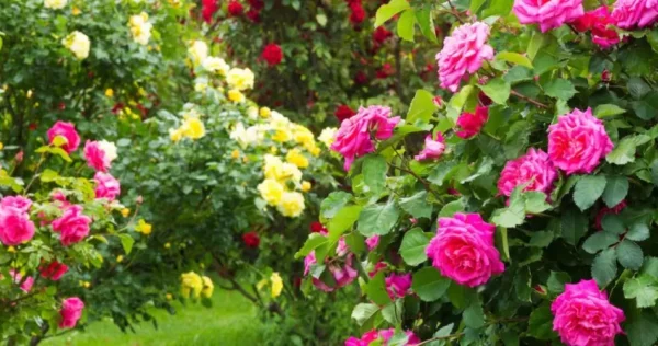 O segredo de uma roseira em flor: como obter lindas rosas em abundância