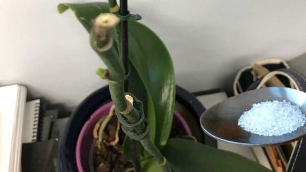 O segredo dos floristas para orquídeas particularmente floridas