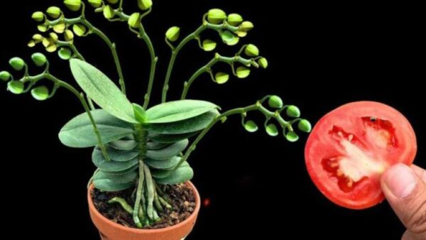 O segredo para manter as orquídeas saudáveis ​​e florescendo todos os anos é este.