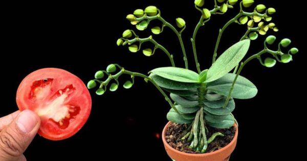 O segredo para ter orquídeas sempre saudáveis ​​e floridas todos os anos é justamente este