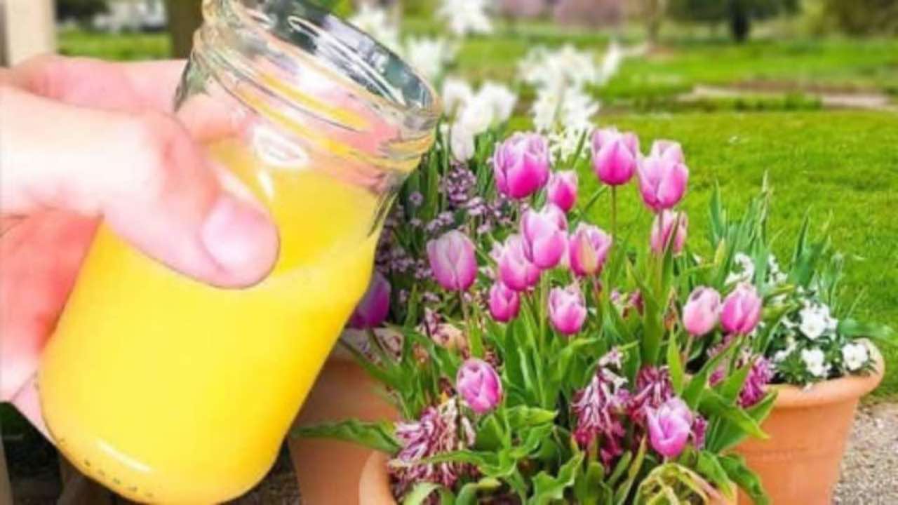 Truque dos floristas para tulipas saudáveis