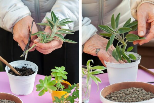 O truque do raminho para reproduzir Sage infinitamente sem gastar um euro