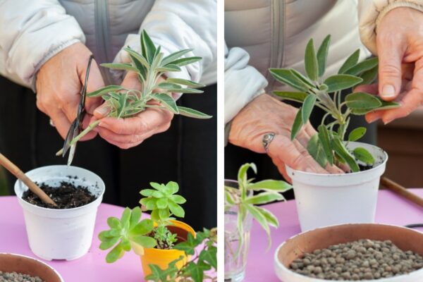 O truque do raminho para reproduzir a Salvia indefinidamente sem gastar um euro