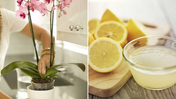 O truque do suco de limão para recuperar e fazer florescer orquídeas