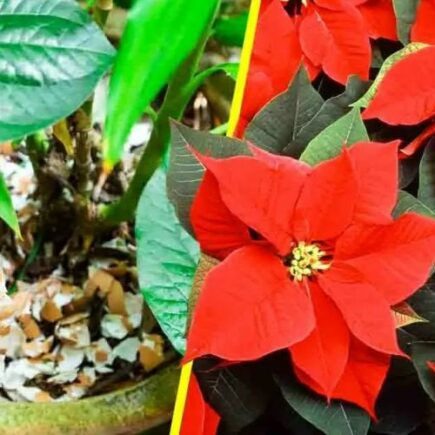 O truque engenhoso para fazer as plantas florescerem particularmente rapidamente