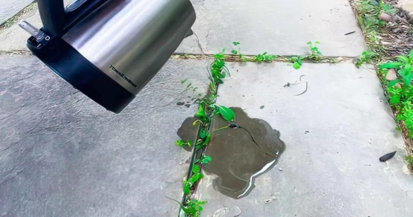 O truque genial para matar ervas daninhas instantaneamente em quintais e calçadas