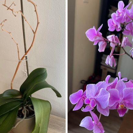 O truque mais eficaz para salvar uma orquídea que está morrendo e fazê-la florescer novamente