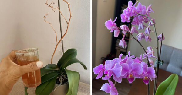 O truque mais eficaz para salvar uma orquídea que está morrendo e fazê-la florescer novamente