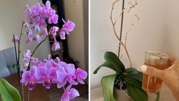 O truque mais eficaz para salvar uma orquídea que está morrendo e fazê-la florescer novamente